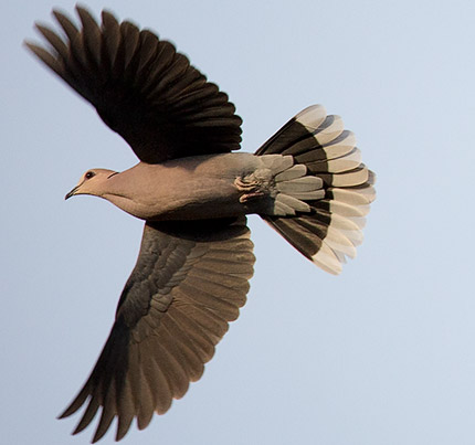 Red-eyed Dove in flight